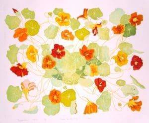 Tropaeolum majus