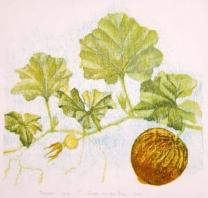 Pompoen / Pumpkin