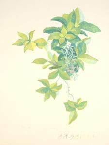 Petrea